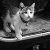 http://qyimg.iqingyi.com/foruser/20171009/50023dfca88b4236023cf0e4854d85e2.jpg!usercover