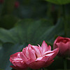 http://qyimg.iqingyi.com/foruser/20171018/1f6ac2c6ff7df56a.jpg!usercover