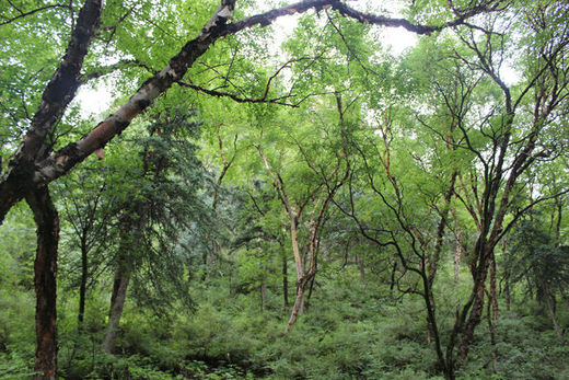 坎布拉国家森林公园，养在深闺人未识-青海