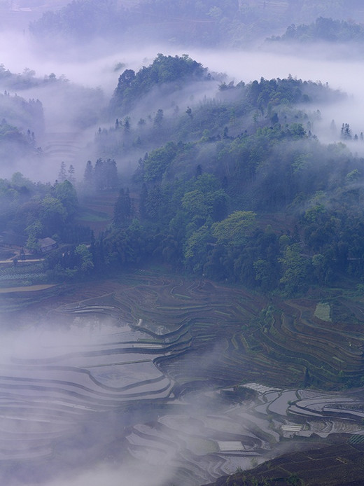 十月，去看中国最美的十大梯田-云和梯田,紫鹊界梯田,红河州,元阳梯田,婺源