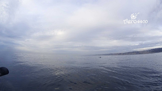 【圣地亚哥生活】划船看鲸鱼-加利福尼亚州,美国