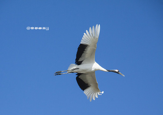 去扎龙 看美丽的丹顶鹤-扎龙国家级自然保护区,齐齐哈尔