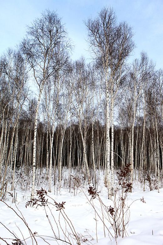 冬季来东北吧，体验 -34度的的冰凉-吉林市,雪乡,雾凇岛