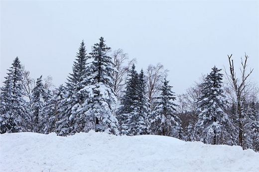 冬季来东北吧，体验 -34度的的冰凉-吉林市,雪乡,雾凇岛