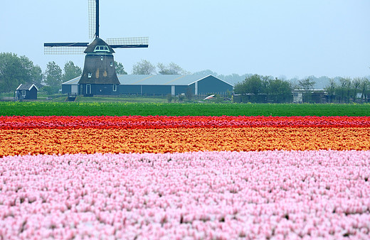 【荷兰】看看这世界上最美的农田-阿姆斯特丹,库肯霍夫公园