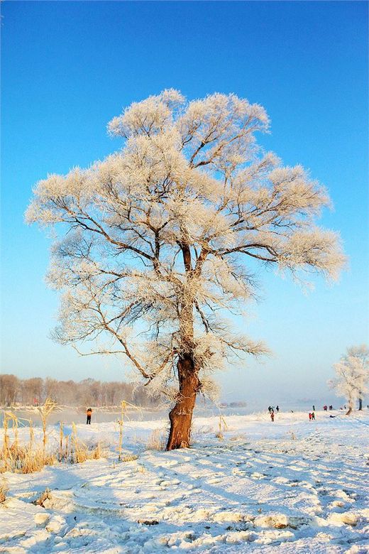 冬季来东北吧，体验 -34度的的冰凉-吉林市,雪乡,雾凇岛