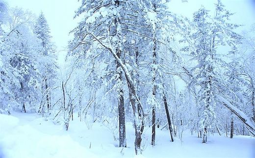 冬季来东北吧，体验 -34度的的冰凉-吉林市,雪乡,雾凇岛