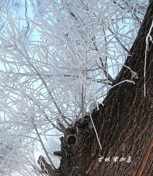 冬季来东北吧，体验 -34度的的冰凉-吉林市,雪乡,雾凇岛