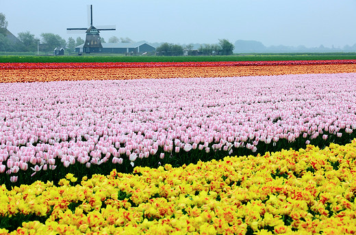 【荷兰】看看这世界上最美的农田-阿姆斯特丹,库肯霍夫公园