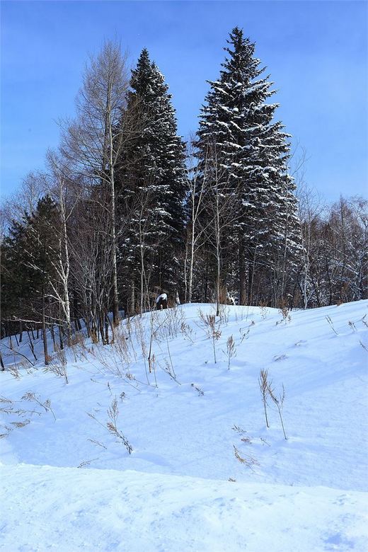 冬季来东北吧，体验 -34度的的冰凉-吉林市,雪乡,雾凇岛