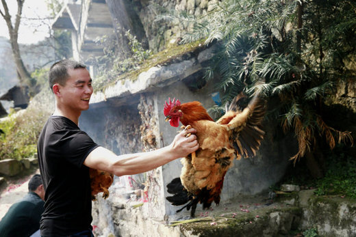 贵州：黔东南苗年杀鸡敬土地神的习俗