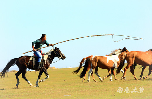 【呼伦贝尔】套马的汉子威武雄壮-呼伦贝尔大草原,根河湿地,内蒙古