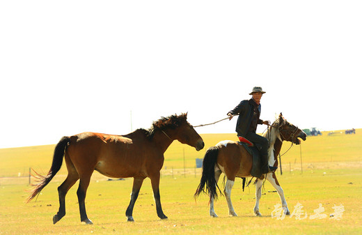 【呼伦贝尔】套马的汉子威武雄壮-呼伦贝尔大草原,根河湿地,内蒙古