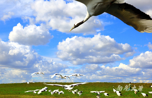 【黑龙江】去扎龙湿地看丹顶鹤跳舞-扎龙国家级自然保护区,齐齐哈尔