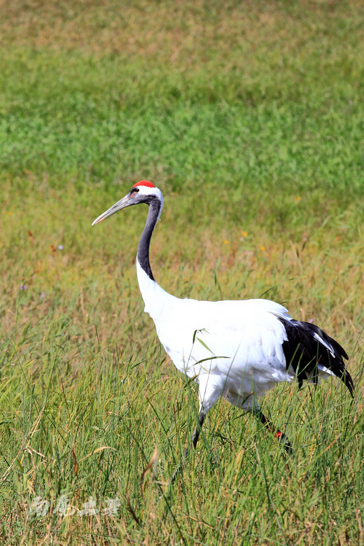 【黑龙江】去扎龙湿地看丹顶鹤跳舞-扎龙国家级自然保护区,齐齐哈尔