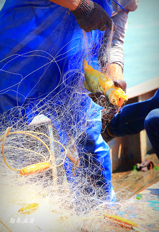 野生大黄鱼成稀有，东矶岛渔民一条一条捕上来-临海市,台州