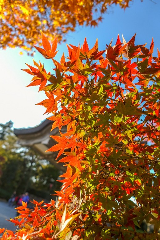 意外的邂逅----大阪城公园绚烂的日落-四天王寺,心斋桥,靖国神社