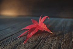 11月的关西红叶狩--京都総本山智襀院灿如云霞的红枫
