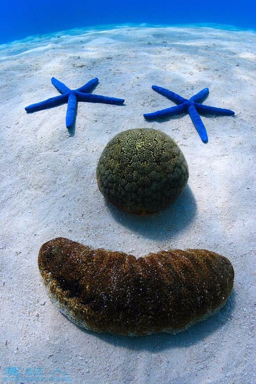 仙本那，通往潜水天堂的彼岸 （上）-马布岛,敦沙卡兰海洋公园,军舰岛-沙巴,诗巴丹岛