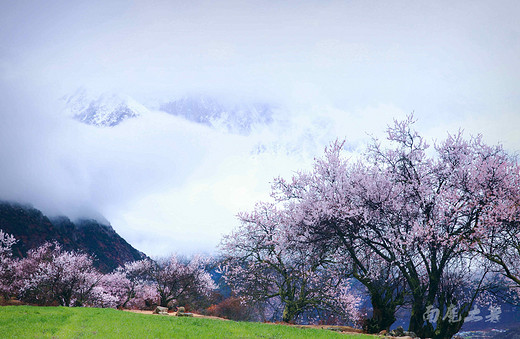 林芝索松村，雪山云雾下的桃花仙子-鲁朗,八一,南迦巴瓦峰,雅鲁藏布大峡谷