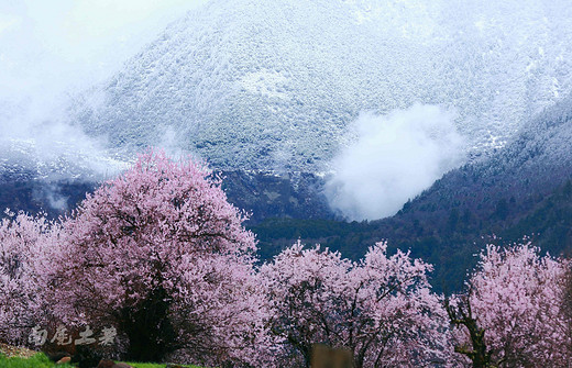林芝索松村，雪山云雾下的桃花仙子-鲁朗,八一,南迦巴瓦峰,雅鲁藏布大峡谷