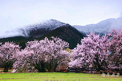 林芝索松村，雪山云雾下的桃花仙子