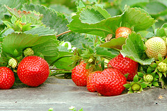 元旦来了，深圳最美的12个草莓园