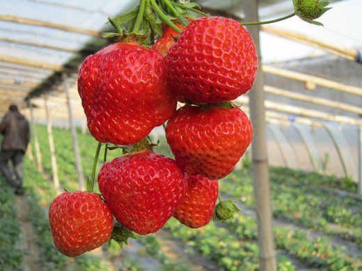元旦来了，深圳最美的12个草莓园-小梅沙,仙湖植物园,南澳岛
