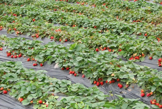 元旦来了，深圳最美的12个草莓园-小梅沙,仙湖植物园,南澳岛