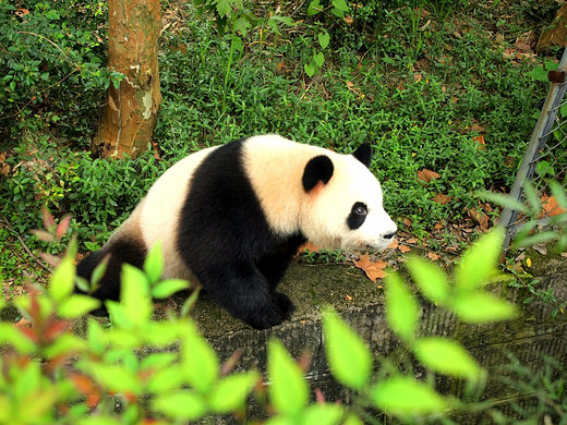 成都，一座来了就不想离开的城市 （景点篇 下）-大熊猫繁育研究基地,锦里