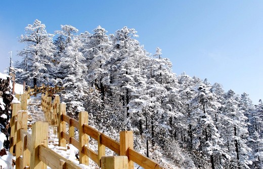 成都，一座来了就不想离开的城市 （西岭雪山）