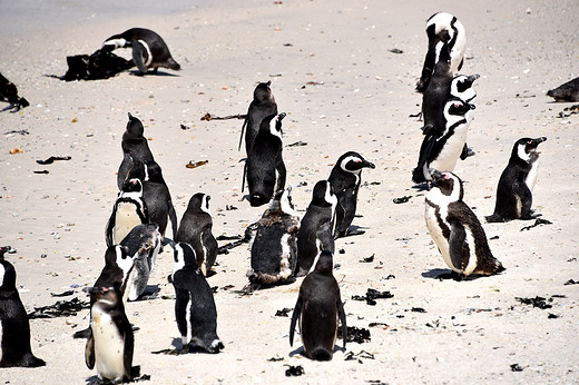 彩虹国度畅游南非之三-开普敦 豪特湾海豹岛 西蒙镇观企鹅 查普曼大道 好望角-信号山,桌山