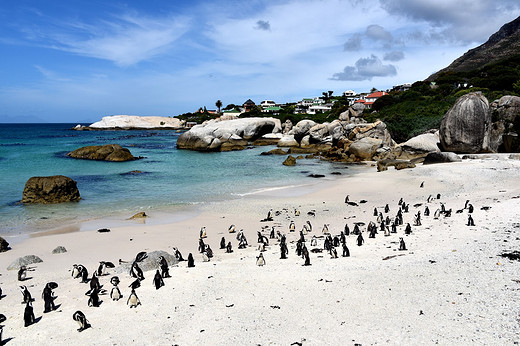 彩虹国度畅游南非之三-开普敦 豪特湾海豹岛 西蒙镇观企鹅 查普曼大道 好望角-信号山,桌山