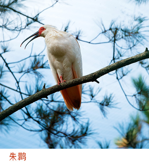 红叶成诗～光雾山-黄帝陵,秦始皇陵,秦始皇兵马俑,宝塔山,延安