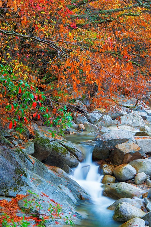 红叶成诗～光雾山-黄帝陵,秦始皇陵,秦始皇兵马俑,宝塔山,延安