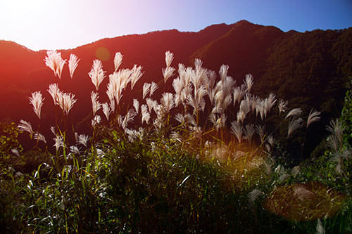 红叶成诗～光雾山-黄帝陵,秦始皇陵,秦始皇兵马俑,宝塔山,延安