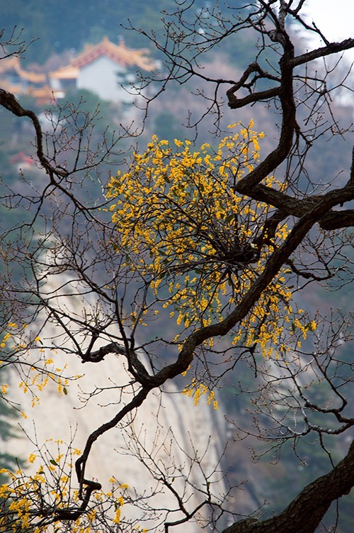 红叶成诗～光雾山-黄帝陵,秦始皇陵,秦始皇兵马俑,宝塔山,延安