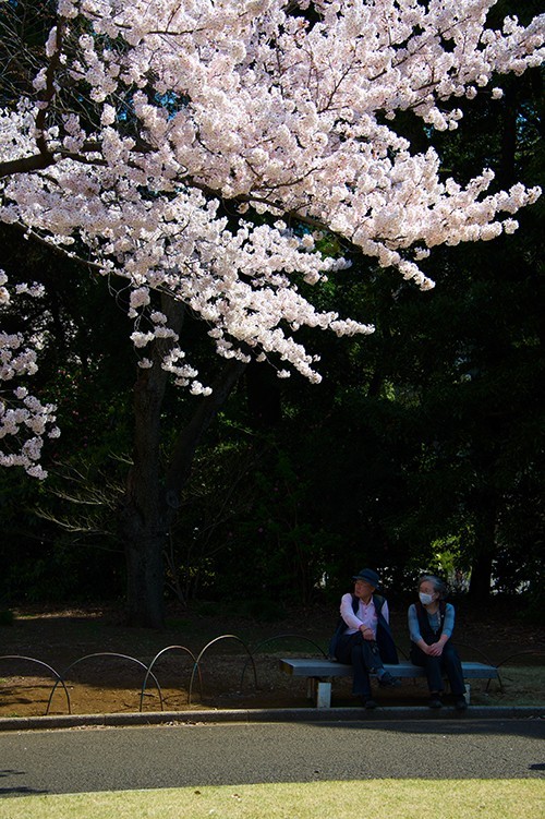 樱花季～难以言说的日本-上野公园,涩谷,新宿,浅草寺,祗园