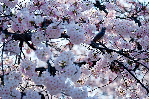 樱花季～难以言说的日本-上野公园,涩谷,新宿,浅草寺,祗园
