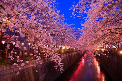 樱花季～难以言说的日本