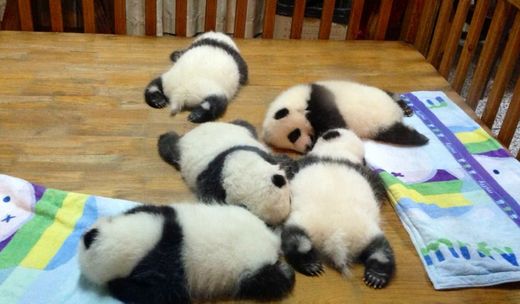 秋天童话~稻城亚丁-大熊猫繁育研究基地,甘孜,香格里拉,黄龙
