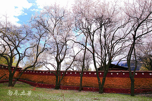 山寺桃花-林芝,西藏