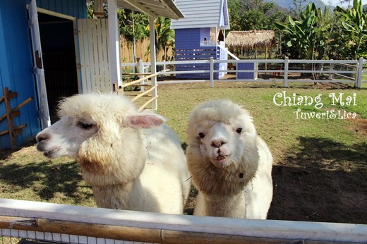 清迈+pai县羊驼兔子农场8天自由行，海量照片详细攻略 一-拜县,双龙寺,素贴山,塔佩门,清迈大学