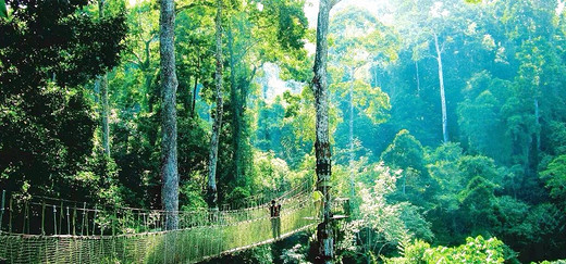 人间乐土·西双版纳 （3）-望天树,傣族园,西双版纳热带植物园