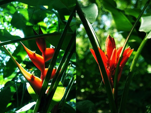人间乐土·西双版纳 （3）-望天树,傣族园,西双版纳热带植物园
