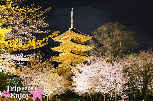 樱の物语、花见关西12日游(京都篇上集D1~D2)-东寺,西本愿寺,二条城,大阪