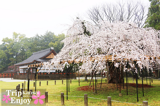 樱の物语、花见关西12日游(京都篇上集D1~D2)-东寺,西本愿寺,二条城,大阪