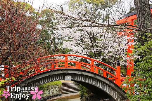 樱の物语、花见关西12日游(京都篇上集D1~D2)-东寺,西本愿寺,二条城,大阪