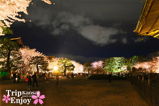 樱の物语、花见关西12日游(京都篇上集D1~D2)-东寺,西本愿寺,二条城,大阪