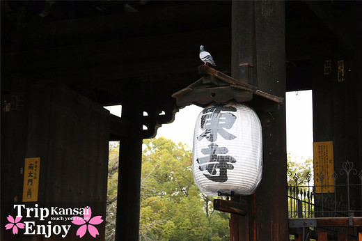 樱の物语、花见关西12日游(京都篇上集D1~D2)-东寺,西本愿寺,二条城,大阪